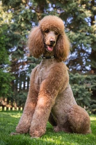 Male Poodles - Sunset Maple Poodles